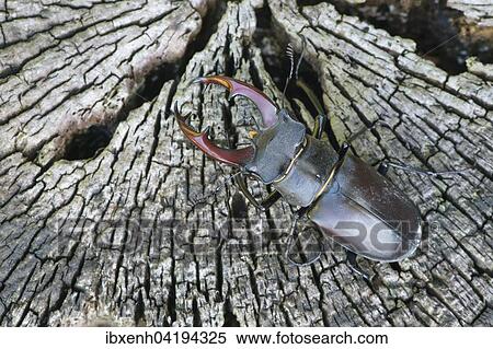 Hirschkafer (Lucanus cervus) auf Baumstamm, Emsland, Niedersachsen, Deutschland, Europa View Large Photo Image Stock Photography - Hirschkafer (Lucanus cervus) auf Baumstamm, Emsland, Niedersachsen, Deutschland, Europa. Fotosearch