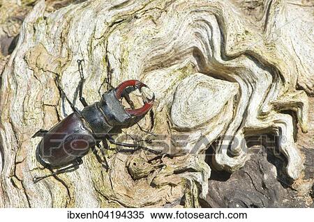 Stock Photography - Hirschkafer (Lucanus cervus) auf Baumstamm, Emsland, Niedersachsen, Deutschland, Europa. Fotosearch