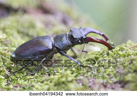 Hirschkafer (Lucanus cervus) lauft auf Moos, Emsland, Niedersachsen, Deutschland, Europa View Large Photo Image Stock Image - Hirschkafer (Lucanus cervus) lauft auf Moos, Emsland, Niedersachsen, Deutschland, Europa. Fotosearch