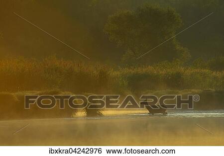 Hirschkuh (Cervus elaphus) im ersten Sonnenlicht, geht durchs Wasser, Schonau an der Donau, Niederosterreich, Osterreich, Europa View Large Photo Image Stock Photograph - Hirschkuh (Cervus elaphus) im ersten Sonnenlicht, geht durchs Wasser, Schonau an der Donau, Niederosterreich, Osterreich, Europa. Fotosearch