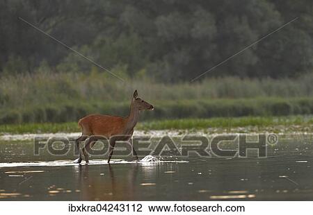 Hirschkuh (Cervus elaphus) lauft im Wasser, Schonau an der Donau, Niederosterreich, Osterreich, Europa View Large Photo Image Stock Image - Hirschkuh (Cervus elaphus) lauft im Wasser, Schonau an der Donau, Niederosterreich, Osterreich, Europa. Fotosearch