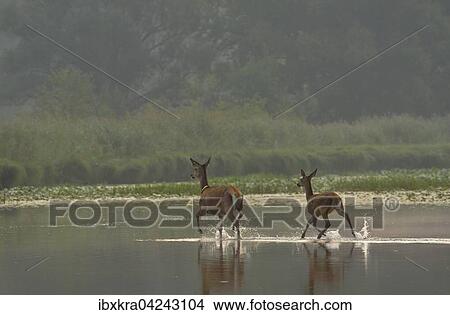 Hirschkuh (Cervus elaphus) mit Funksender und Kalblaufen durchs Wasser, Schonau an der Donau, Niederosterreich, Osterreich, Europa View Large Photo Image Picture - Hirschkuh (Cervus elaphus) mit Funksender und Kalblaufen durchs Wasser, Schonau an der Donau, Niederosterreich, Osterreich, Europa. Fotosearch