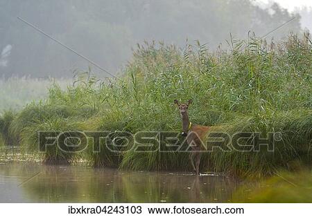 Hirschkuh (Cervus elaphus) mit Funksender am Wasser, Schonau an der Donau, Niederosterreich, Osterreich, Europa View Large Photo Image Stock Image - Hirschkuh (Cervus elaphus) mit Funksender am Wasser, Schonau an der Donau, Niederosterreich, Osterreich, Europa. Fotosearch