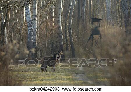 Hirschkuh mit Kalb (Cervus elaphus) im Wald, Muhleiten, Niederosterreich, Osterreich, Europa View Large Photo Image Stock Image - Hirschkuh mit Kalb (Cervus elaphus) im Wald, Muhleiten, Niederosterreich, Osterreich, Europa. Fotosearch