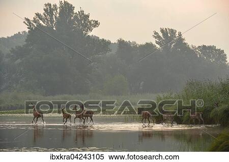 Hirschkuhe (Cervus elaphus), Herde im Wasser, Schonau an der Donau, Niederosterreich, Osterreich, Europa View Large Photo Image Stock Photography - Hirschkuhe (Cervus elaphus), Herde im Wasser, Schonau an der Donau, Niederosterreich, Osterreich, Europa. Fotosearch