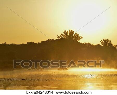 Hirschkuhe (Cervus elaphus) im sonnigen Morgennebel, gehen durchs Wasser, Schonau an der Donau, Niederosterreich, Osterreich, Europa View Large Photo Image Picture - Hirschkuhe (Cervus elaphus) im sonnigen Morgennebel, gehen durchs Wasser, Schonau an der Donau, Niederosterreich, Osterreich, Europa. Fotosearch