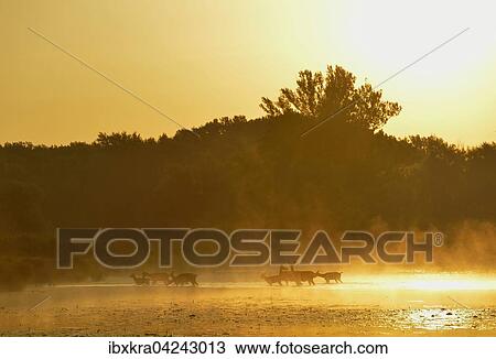 Hirschkuhe (Cervus elaphus) im sonnigen Morgennebel, laufen durchs Wasser, Schonau an der Donau, Niederosterreich, Osterreich, Europa View Large Photo Image Stock Image - Hirschkuhe (Cervus elaphus) im sonnigen Morgennebel, laufen durchs Wasser, Schonau an der Donau, Niederosterreich, Osterreich, Europa. Fotosearch