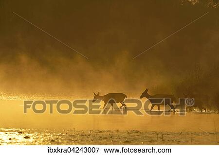 Hirschkuhe (Cervus elaphus) im sonnigen Morgennebel, gehen durchs Wasser, Schonau an der Donau, Niederosterreich, Osterreich, Europa View Large Photo Image Stock Photo - Hirschkuhe (Cervus elaphus) im sonnigen Morgennebel, gehen durchs Wasser, Schonau an der Donau, Niederosterreich, Osterreich, Europa. Fotosearch