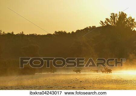 Hirschkuhe (Cervus elaphus) im sonnigen Morgennebel, geht durchs Wasser, Schonau an der Donau, Niederosterreich, Osterreich, Europa View Large Photo Image Stock Photo - Hirschkuhe (Cervus elaphus) im sonnigen Morgennebel, geht durchs Wasser, Schonau an der Donau, Niederosterreich, Osterreich, Europa. Fotosearch