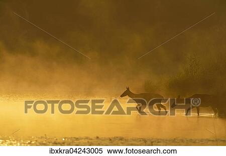 Hirschkuhe (Cervus elaphus) im sonnigen Morgennebel, gehen durchs Wasser, Schonau an der Donau, Niederosterreich, Osterreich, Europa View Large Photo Image Stock Photography - Hirschkuhe (Cervus elaphus) im sonnigen Morgennebel, gehen durchs Wasser, Schonau an der Donau, Niederosterreich, Osterreich, Europa. Fotosearch