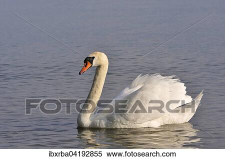 Hockerschwan (Cygnus olor) auf dem Bodensee, Baden-Wurttemberg, Deutschland, Europa View Large Photo Image Stock Photography - Hockerschwan (Cygnus olor) auf dem Bodensee, Baden-Wurttemberg, Deutschland, Europa. Fotosearch