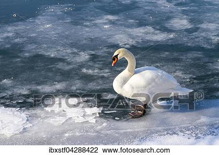 Hockerschwan (Cygnus olor) auf See, zugefroren, Baden-Wurttemberg, Deutschland, Europa View Large Photo Image Stock Image - Hockerschwan (Cygnus olor) auf See, zugefroren, Baden-Wurttemberg, Deutschland, Europa. Fotosearch