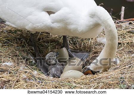 Hockerschwan (Cygnus olor) mit Kuken und Eiern im Nest, Hessen, Deutschland, Europa View Large Photo Image Stock Image - Hockerschwan (Cygnus olor) mit Kuken und Eiern im Nest, Hessen, Deutschland, Europa. Fotosearch