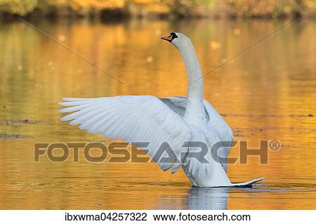 Hockerschwan (Cygnus olor) schlagt mit Flugeln im herbstlich verfarbten Wasser, Hessen, Deutschland, Europa View Large Photo Image Stock Image - Hockerschwan (Cygnus olor) schlagt mit Flugeln im herbstlich verfarbten Wasser, Hessen, Deutschland, Europa. Fotosearch