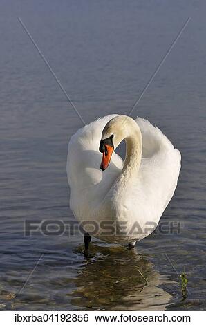 Hockerschwan (Cygnus olor) steht im Flachwasser, Bodensee, Baden-Wurttemberg, Deutschland, Europa View Large Photo Image Stock Photograph - Hockerschwan (Cygnus olor) steht im Flachwasser, Bodensee, Baden-Wurttemberg, Deutschland, Europa. Fotosearch