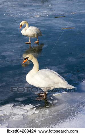 Hockerschwane (Cygnus olor) auf See, zugefroren, Baden-Wurttemberg, Deutschland, Europa View Large Photo Image Picture - Hockerschwane (Cygnus olor) auf See, zugefroren, Baden-Wurttemberg, Deutschland, Europa. Fotosearch