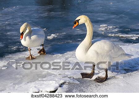Hockerschwane (Cygnus olor) auf See, zugefroren, Baden-Wurttemberg, Deutschland, Europa View Large Photo Image Stock Image - Hockerschwane (Cygnus olor) auf See, zugefroren, Baden-Wurttemberg, Deutschland, Europa. Fotosearch