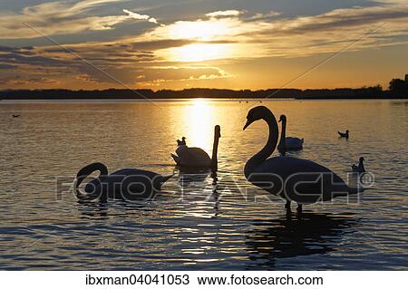 Hockerschwane (Cygnus olor), Abendstimmung am Chiemsee, bei Seebruck, Chiemgau, Oberbayern, Bayern, Deutschland, Europa View Large Photo Image Stock Image - Hockerschwane (Cygnus olor), Abendstimmung am Chiemsee, bei Seebruck, Chiemgau, Oberbayern, Bayern, Deutschland, Europa. Fotosearch