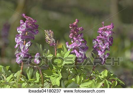 Hohler Lerchensporn (Corydalis cava), bluhend, Rheinland-Pfalz, Deutschland, Europa View Large Photo Image Stock Photo - Hohler Lerchensporn (Corydalis cava), bluhend, Rheinland-Pfalz, Deutschland, Europa. Fotosearch