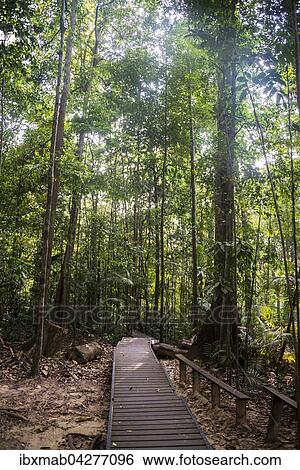 Stock Photograph - Holzbohlen, Weg im Dschungel, Kuala Tahan, Nationalpark Taman Negara, Malaysia, Asien. Fotosearch