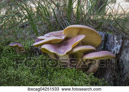 Stock Image - Holzritterling (Tricholomopsis rutilans), essbar, Frankfurt am Main Sud, Russelsheim am Main, Hessen, Deutschland, Europa. Fotosearch