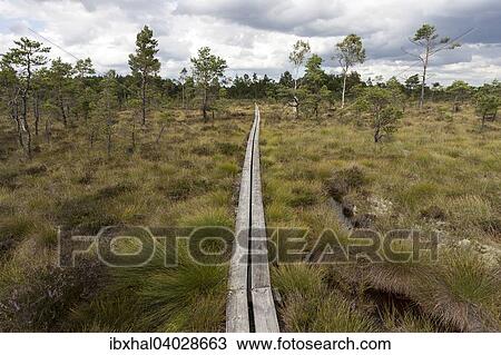 Holzsteg durch Moorlandschaft, Hochmoor und Sumpfgebiet, Nationalpark Store Mosse, Smaland, Schweden, Europa View Large Photo Image Stock Image - Holzsteg durch Moorlandschaft, Hochmoor und Sumpfgebiet, Nationalpark Store Mosse, Smaland, Schweden, Europa. Fotosearch