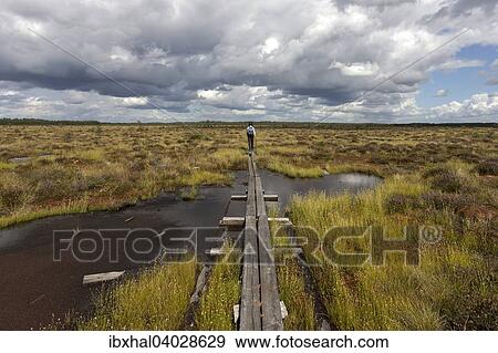Holzsteg durch Moorlandschaft, Hochmoor und Sumpfgebiet, Nationalpark Store Mosse, Smaland, Schweden, Europa View Large Photo Image Stock Photo - Holzsteg durch Moorlandschaft, Hochmoor und Sumpfgebiet, Nationalpark Store Mosse, Smaland, Schweden, Europa. Fotosearch
