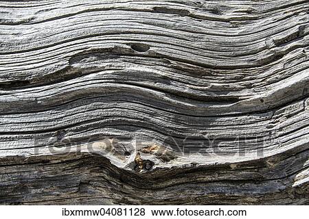 Holzstruktur, abgestorbener Baum View Large Photo Image Stock Photo - Holzstruktur, abgestorbener Baum. Fotosearch