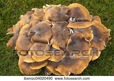 Honiggelber Hallimasch (Armillaria mellea), Franken, Bayern, Deutschland, Europa View Large Photo Image Stock Image - Honiggelber Hallimasch (Armillaria mellea), Franken, Bayern, Deutschland, Europa. Fotosearch