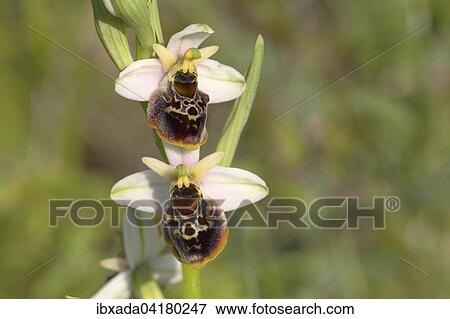 Hummel-Ragwurz, Hummelorchis (Ophrys holoserica, Ophrys fuciflora), Bluten, Naturschutzgebiet Koppelstein, Rheinland-Pfalz, Deutschland, Europa View Large Photo Image Stock Photo - Hummel-Ragwurz, Hummelorchis (Ophrys holoserica, Ophrys fuciflora), Bluten, Naturschutzgebiet Koppelstein, Rheinland-Pfalz, Deutschland, Europa. Fotosearch