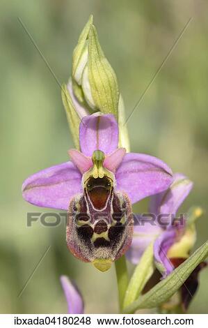 Hummel-Ragwurz, Hummelorchis (Ophrys holoserica Ophrys fuciflora), Bluten, Naturschutzgebiet Koppelstein, Rheinland-Pfalz, Deutschland, Europa View Large Photo Image Stock Photo - Hummel-Ragwurz, Hummelorchis (Ophrys holoserica Ophrys fuciflora), Bluten, Naturschutzgebiet Koppelstein, Rheinland-Pfalz, Deutschland, Europa. Fotosearch