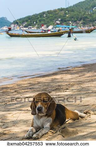 Hund liegt am Sandstrand am Meer, hinten Fischerboote, Insel Koh Tao, Golf von Thailand, Thailand, Asien View Large Photo Image Stock Image - Hund liegt am Sandstrand am Meer, hinten Fischerboote, Insel Koh Tao, Golf von Thailand, Thailand, Asien. Fotosearch