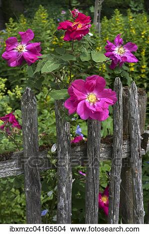 Hundsrose (Rosa canina) an einem alten Holzzaun, Bayern, Deutschland, Europa View Large Photo Image Picture - Hundsrose (Rosa canina) an einem alten Holzzaun, Bayern, Deutschland, Europa. Fotosearch