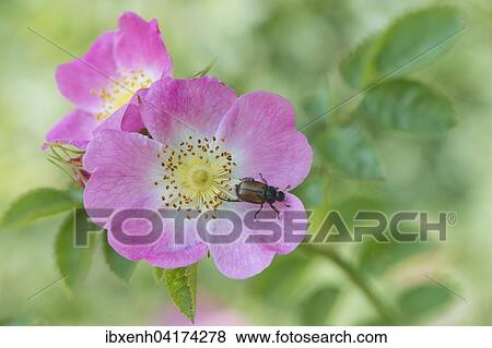 Stock Photo - Hundsrose (Rosa canina) mit Gartenlaubkafer (Phyllopertha horticula), Emsland, Niedersachsen, Deutschland, Europa. Fotosearch