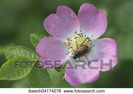 Stock Photograph - Hundsrose (Rosa canina) mit Gartenlaubkafer (Phyllopertha horticula), Emsland, Niedersachsen, Deutschland, Europa. Fotosearch
