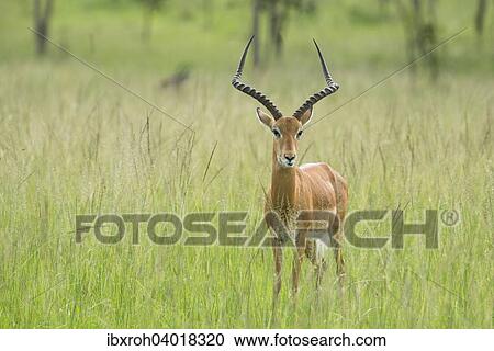 Impala (Aepyceros melampus), Lake-Mburo-Nationalpark, Uganda, Afrika View Large Photo Image Stock Image - Impala (Aepyceros melampus), Lake-Mburo-Nationalpark, Uganda, Afrika. Fotosearch