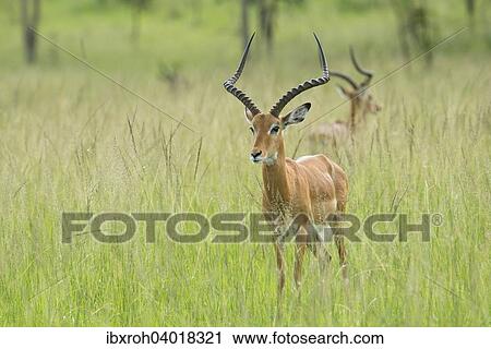 Stock Image - Impala (Aepyceros melampus), Lake-Mburo-Nationalpark, Uganda, Afrika. Fotosearch
