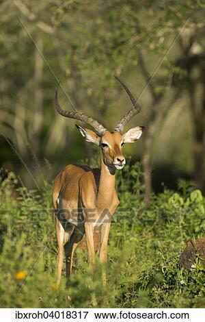 Stock Photo - Impala (Aepyceros melampus), Lake-Mburo-Nationalpark, Uganda, Afrika. Fotosearch