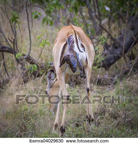 Stock Image - Impala (Aepyceros melampus), Weibchen bei der Geburt, Kopf und Vorderbeine des Neugeborenen ragen aus dem grasenden Muttertier heraus, Okavango-Delta, Botswana, Afrika. Fotosearch