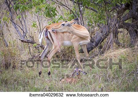 Impala (Aepyceros melampus) Weibchen unmittelbar nach der Geburt zieht sich Nachgeburt aus dem Hinterleib, vorne Neugeborenes im Gras, Okavango-Delta, Botswana, Afrika View Large Photo Image Stock Image - Impala (Aepyceros melampus) Weibchen unmittelbar nach der Geburt zieht sich Nachgeburt aus dem Hinterleib, vorne Neugeborenes im Gras, Okavango-Delta, Botswana, Afrika. Fotosearch