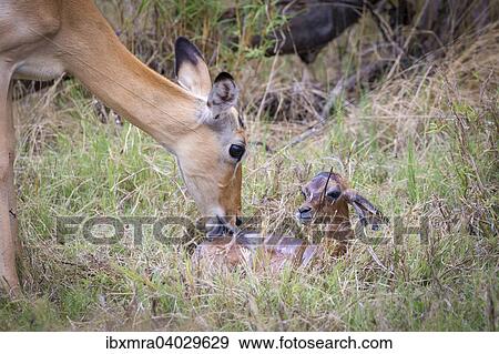 Stock Photo - Impala (Aepyceros melampus) Weibchen unmittelbar nach der Geburt saubert das Neugeborene, Okavango-Delta, Botswana, Afrika. Fotosearch
