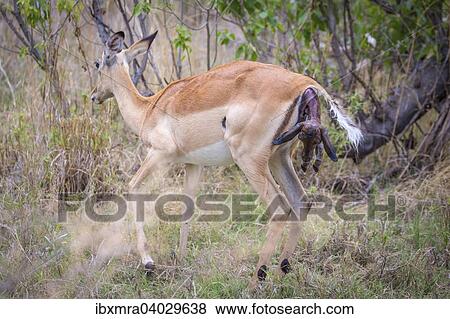 Impala (Aepyceros melampus), Weibchen bei der Geburt, Kopf und Vorderbeine des Neugeborenen ragen aus dem stehenden Muttertier heraus, Okavango-Delta, Botswana, Afrika View Large Photo Image Stock Photo - Impala (Aepyceros melampus), Weibchen bei der Geburt, Kopf und Vorderbeine des Neugeborenen ragen aus dem stehenden Muttertier heraus, Okavango-Delta, Botswana, Afrika. Fotosearch
