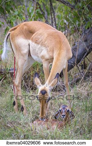 Stock Photograph - Impala (Aepyceros melampus) Weibchen unmittelbar nach der Geburt saubert das Neugeborene, Okavango-Delta, Botswana, Afrika. Fotosearch