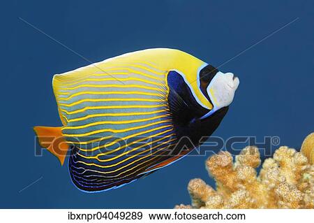 Imperator-Kaiserfisch (Pomacanthus imperator), Great Barrier Reef, Pazifik, Australien, Ozeanien View Large Photo Image Stock Photo - Imperator-Kaiserfisch (Pomacanthus imperator), Great Barrier Reef, Pazifik, Australien, Ozeanien. Fotosearch