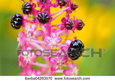 Indische Kermesbeere oder Asiatische Kermesbeere (Phytolacca acinosa), Fruchtstande, Nordrhein-Westfalen, Deutschland, Europa View Large Photo Image Stock Image - Indische Kermesbeere oder Asiatische Kermesbeere (Phytolacca acinosa), Fruchtstande, Nordrhein-Westfalen, Deutschland, Europa. Fotosearch