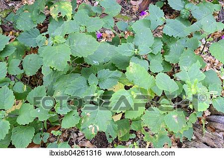 Stock Photograph - Indisches Patchouli (Pogostemon cablin), Gewurz, und Heilpflanze, Insel Mahe, Seychellen, Afrika. Fotosearch