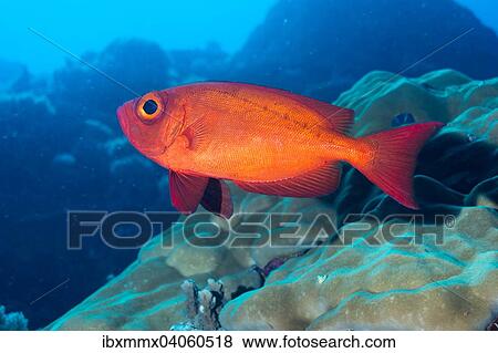 Indopazifischer Grossaugenbarsch (Priacanthus hamrur), Pazifik, Palau, Ozeanien View Large Photo Image Stock Photo - Indopazifischer Grossaugenbarsch (Priacanthus hamrur), Pazifik, Palau, Ozeanien. Fotosearch