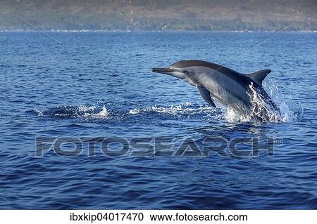 Indopazifischer Grosser Tummler (Tursiops aduncus), Lovina Bay, Bali, Indonesien, Asien View Large Photo Image Stock Image - Indopazifischer Grosser Tummler (Tursiops aduncus), Lovina Bay, Bali, Indonesien, Asien. Fotosearch