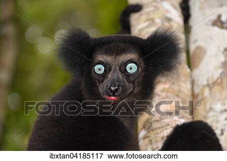 Stock Photo - Indri (Indri indri), Manompana Regenwald, Madagaskar, Afrika. Fotosearch