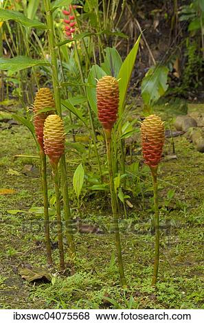 Stock Photo - Ingwergewachs (Zingiberaceae), Nationalpark Piedras Blancas, Golfo Dulce, Provinz Puntarenas, Costa Rica, Nordamerika. Fotosearch